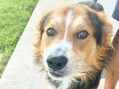 Enlarge Aquaman, an adopted Mixed Breed in Georgetown, TX image 1/1