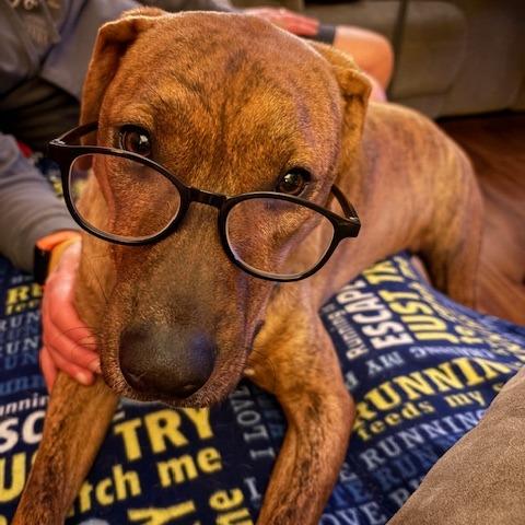 Bean, Adoptable, Adult Male Hound.