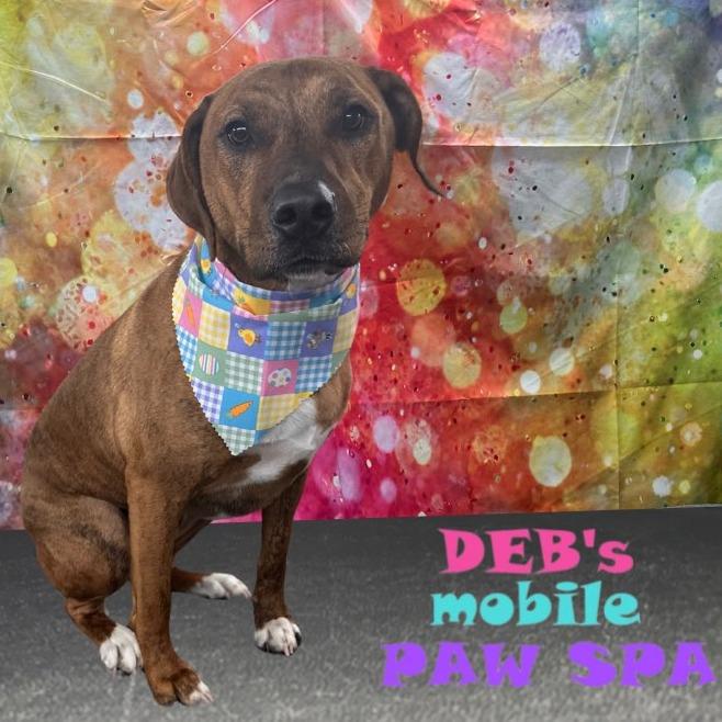 Enlarge Bean, a Adoptable Hound in Raleigh, NC image 2/6