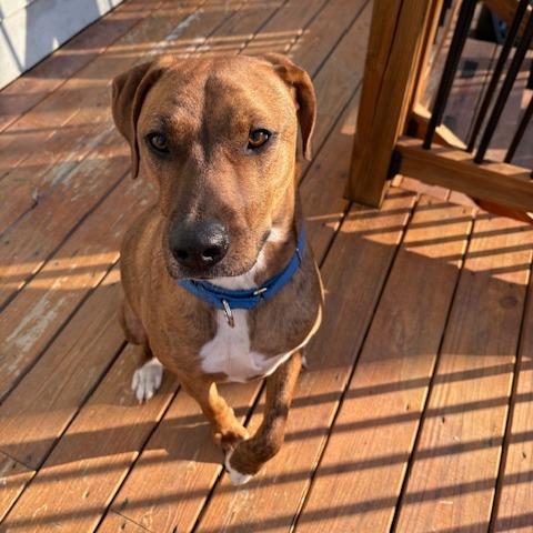 Enlarge Bean, a Adoptable Hound in Raleigh, NC image 3/6