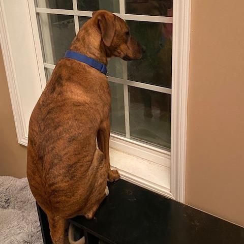 Enlarge Bean, a Adoptable Hound in Raleigh, NC image 4/6