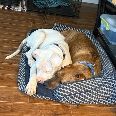 Enlarge Bean, a Adoptable Hound in Raleigh, NC image 5/6