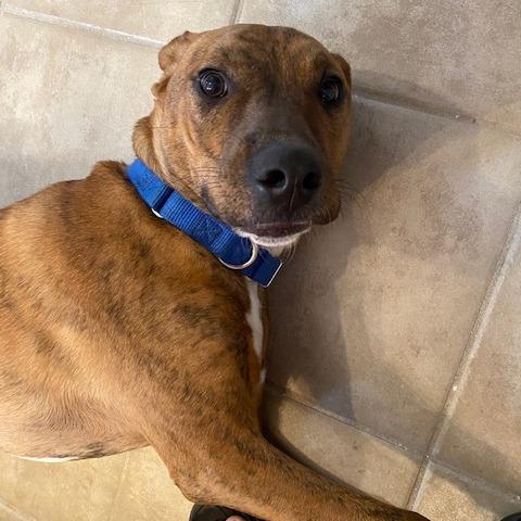 Enlarge Bean, a Adoptable Hound in Raleigh, NC image 6/6