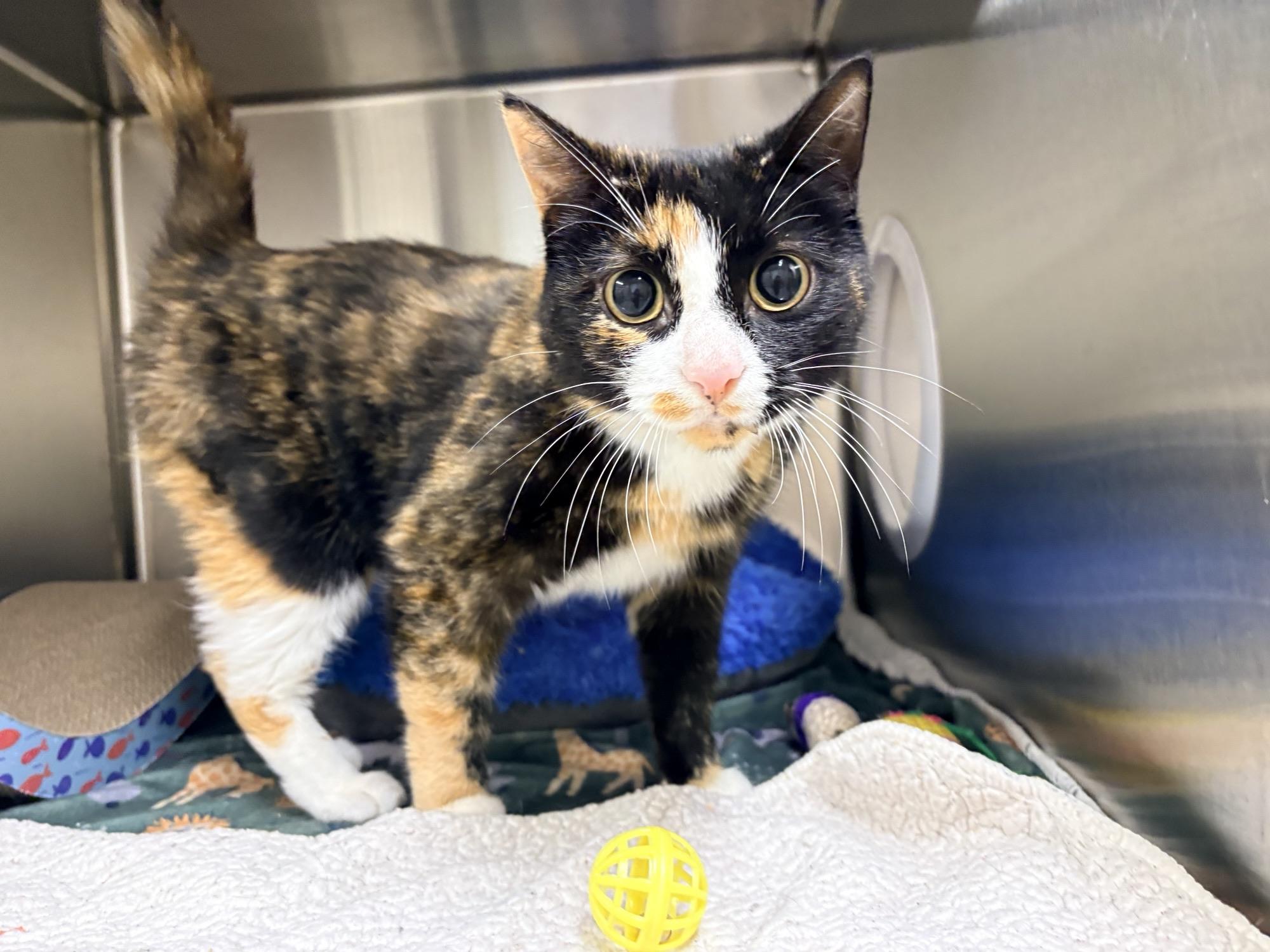 Enlarge Maggie, an adopted Domestic Short Hair in Caledon, ON image 1/1