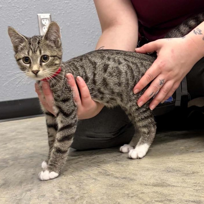 Cosmos, Adoptable, Young Male Domestic Short Hair.