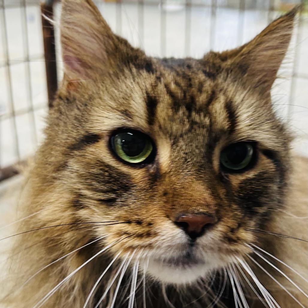Enlarge Juda, a Adoptable mixed breed in East Smithfield , PA image 5/6