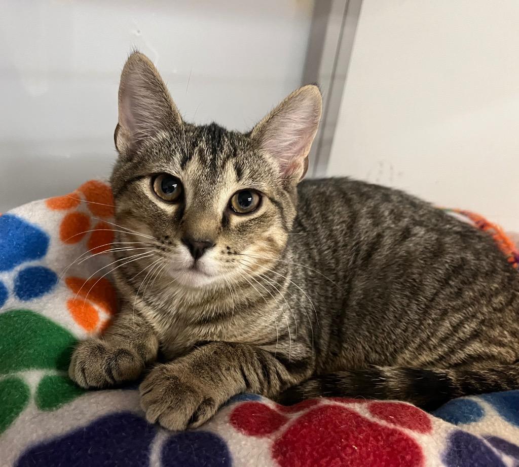 Enlarge Sedimentary, a Adoptable mixed breed in Raleigh, NC image 1/2