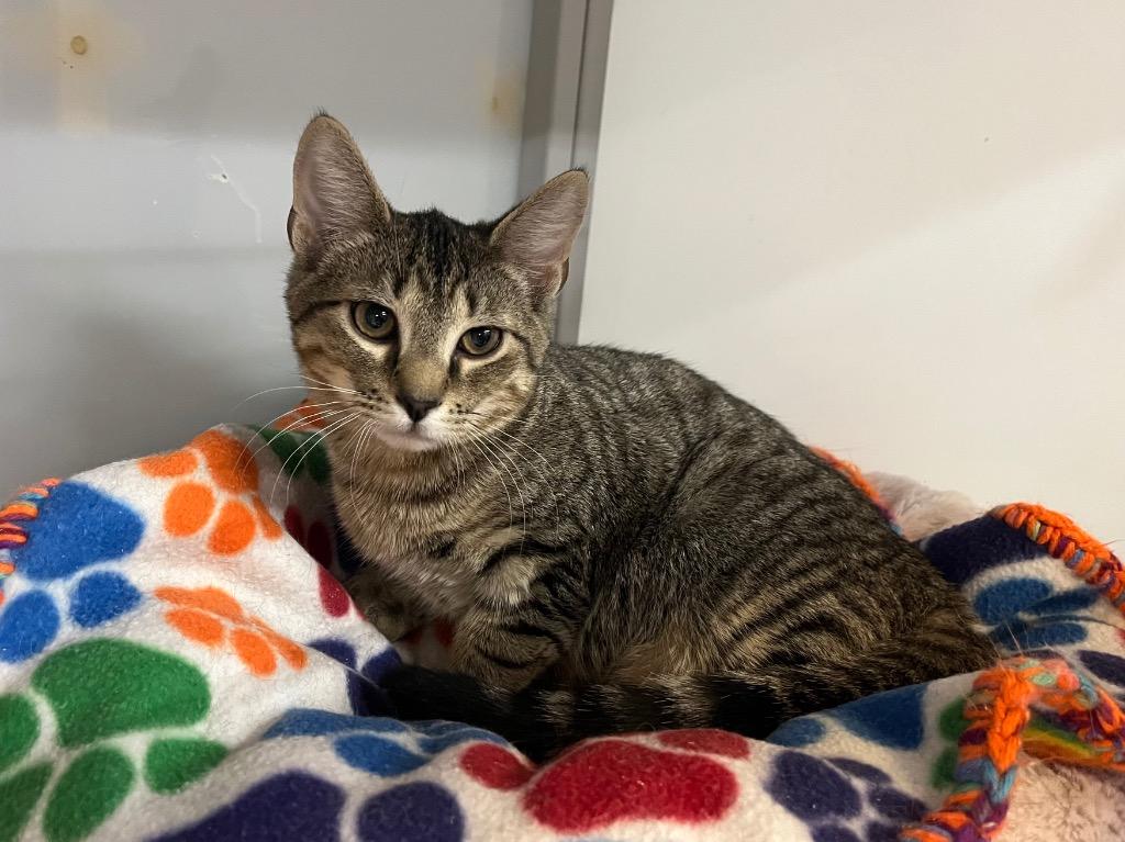 Enlarge Sedimentary, a Adoptable mixed breed in Raleigh, NC image 2/2