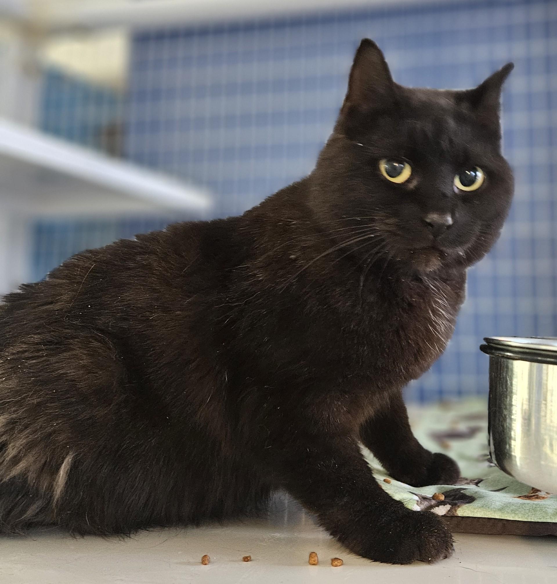 Enlarge Casilda, a ADOPTABLE Domestic Short Hair in Claremont, NH image 1/1