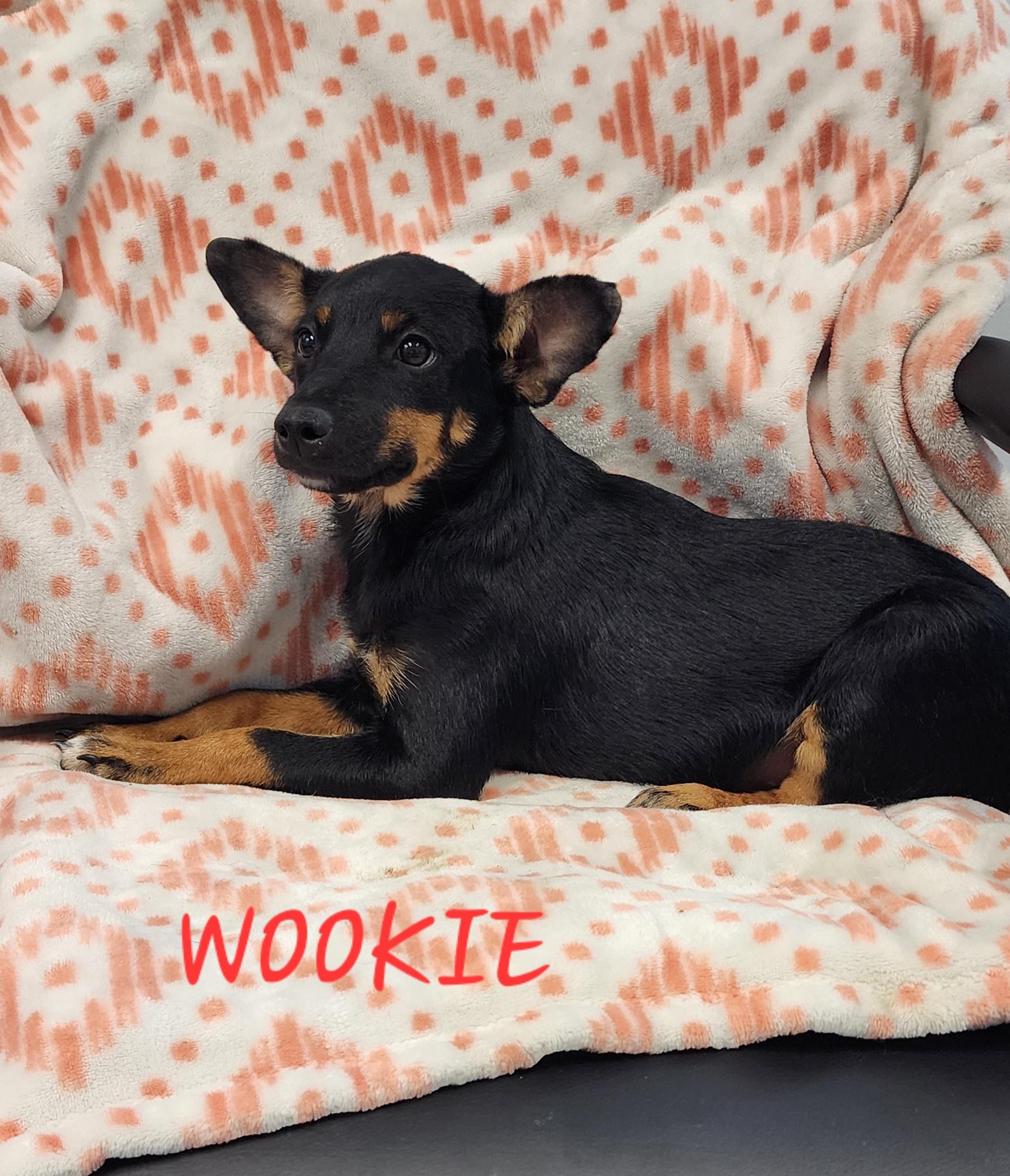 Wookie, an adoptable Aussiedoodle, Corgi in Momence, IL, 60954 | Photo Image 1