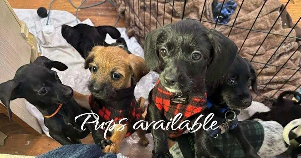 Timmy, Adoptable, Puppy Male Terrier.