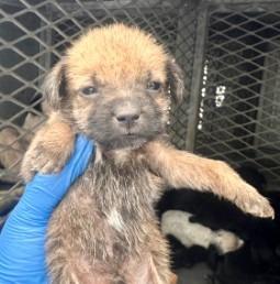 Timmy, a Adoptable mixed breed in West Bloomfield, MI image 4/4