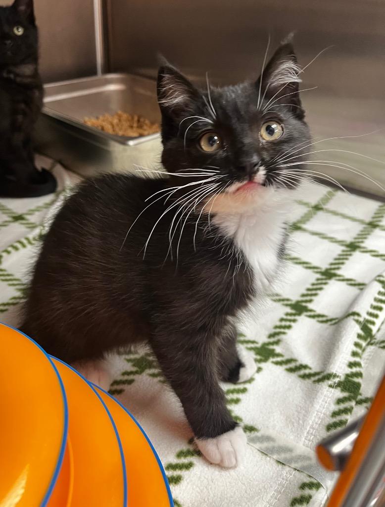 Enlarge Tourmaline, a Adoptable mixed breed in Logan, UT image 1/2