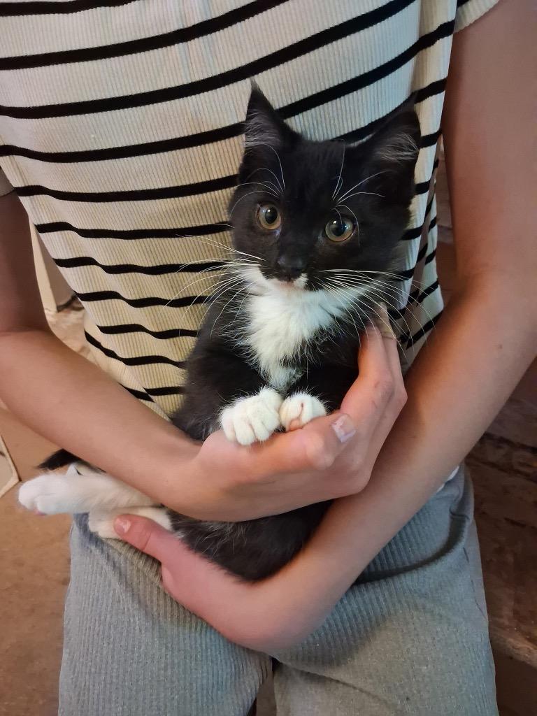 Enlarge Tourmaline, a Adoptable mixed breed in Logan, UT image 2/2