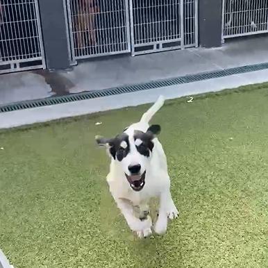 Pretzel, Adoptable, Young Male Coonhound.