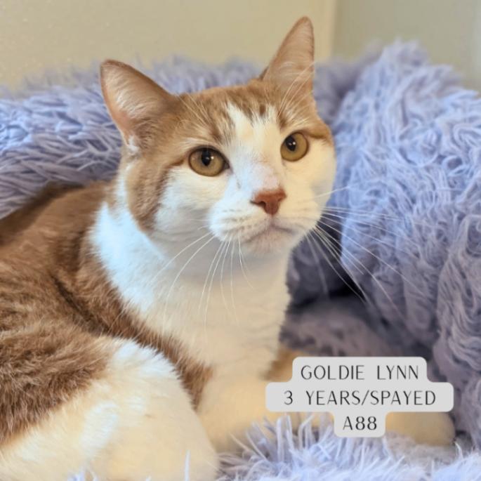 Goldie Lynn, Adoptable, Adult Female Domestic Short Hair.