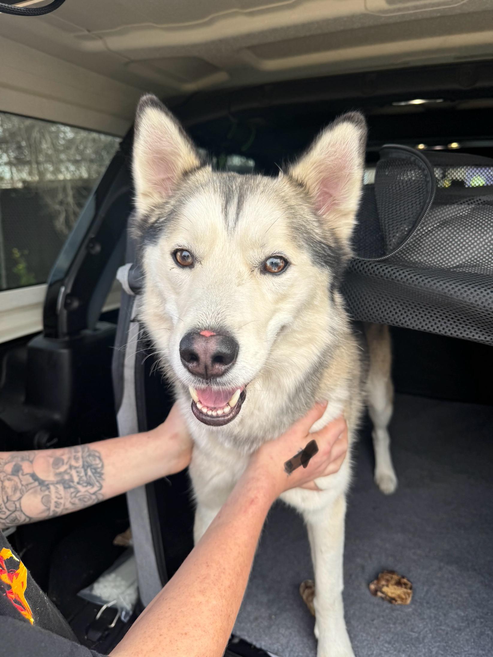 Enlarge Odin, a ADOPTABLE Husky in Tallahassee, FL image 4/6