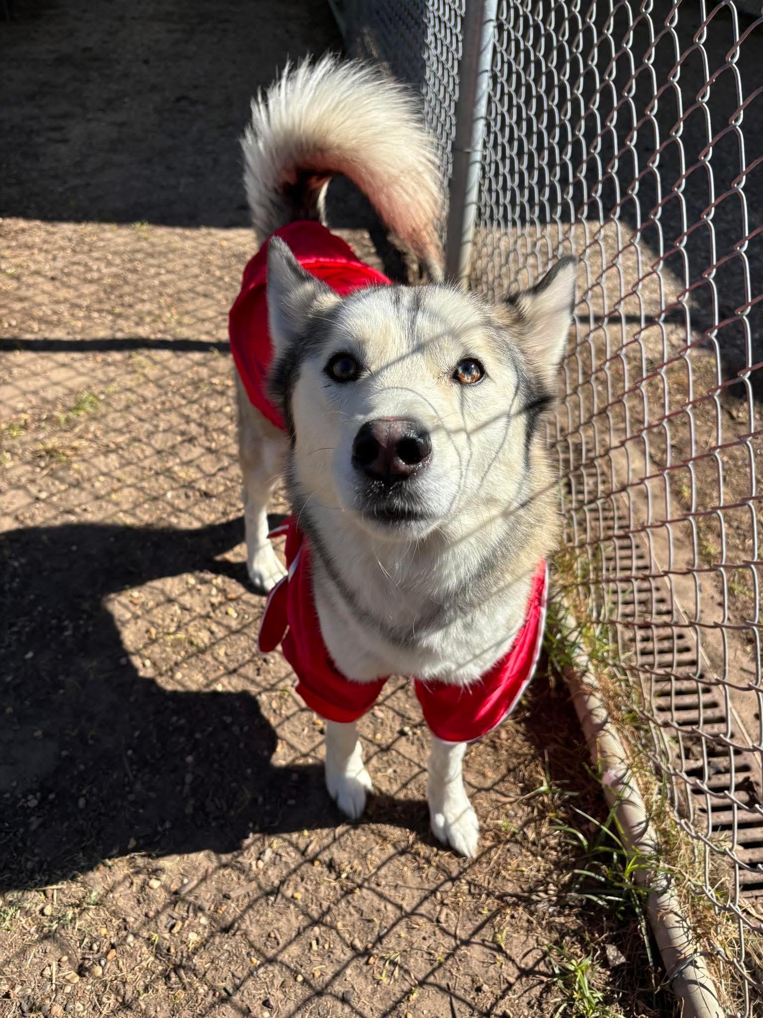 Enlarge Odin, a ADOPTABLE Husky in Tallahassee, FL image 1/6