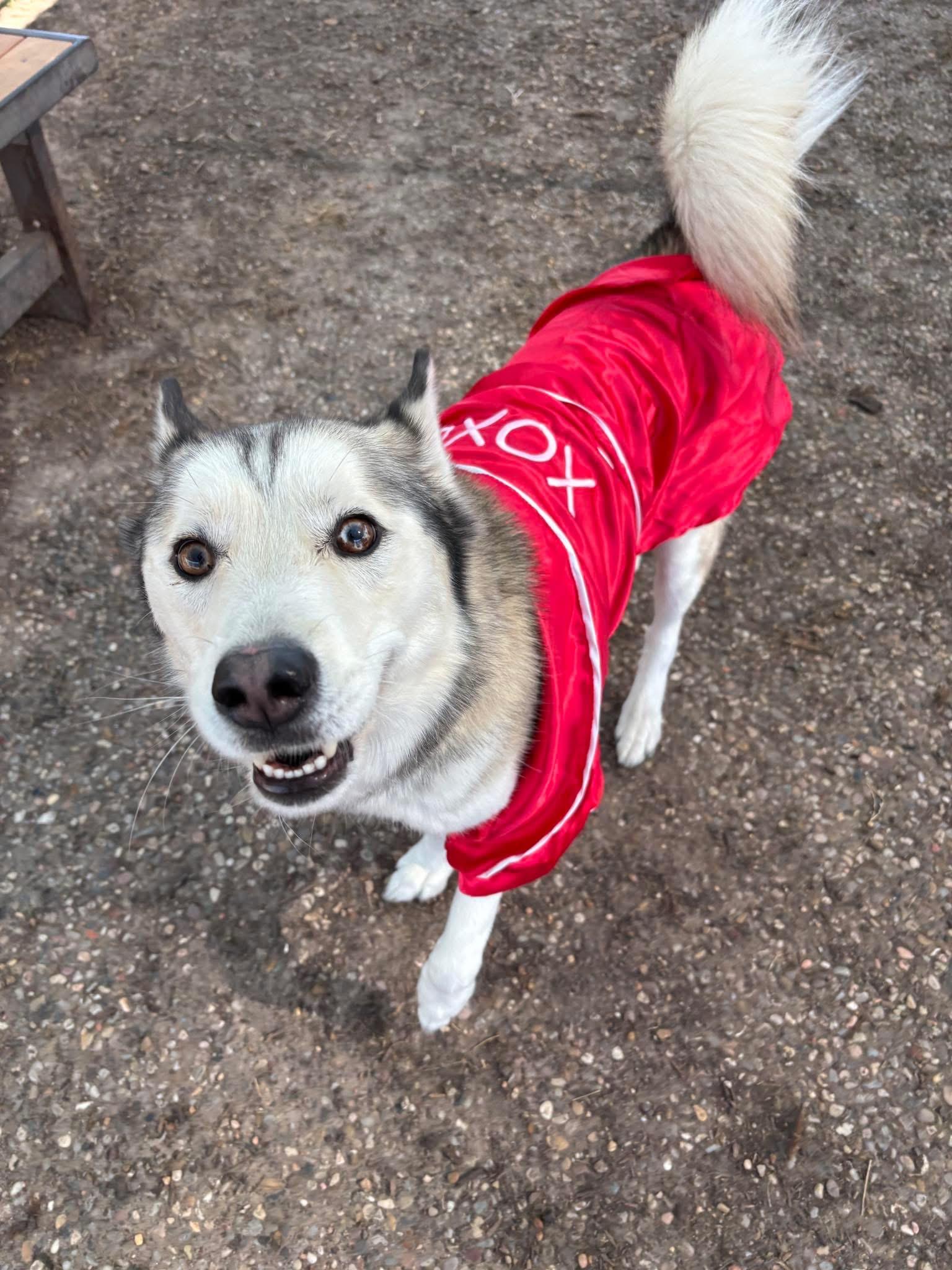 Enlarge Odin, a ADOPTABLE Husky in Tallahassee, FL image 2/6