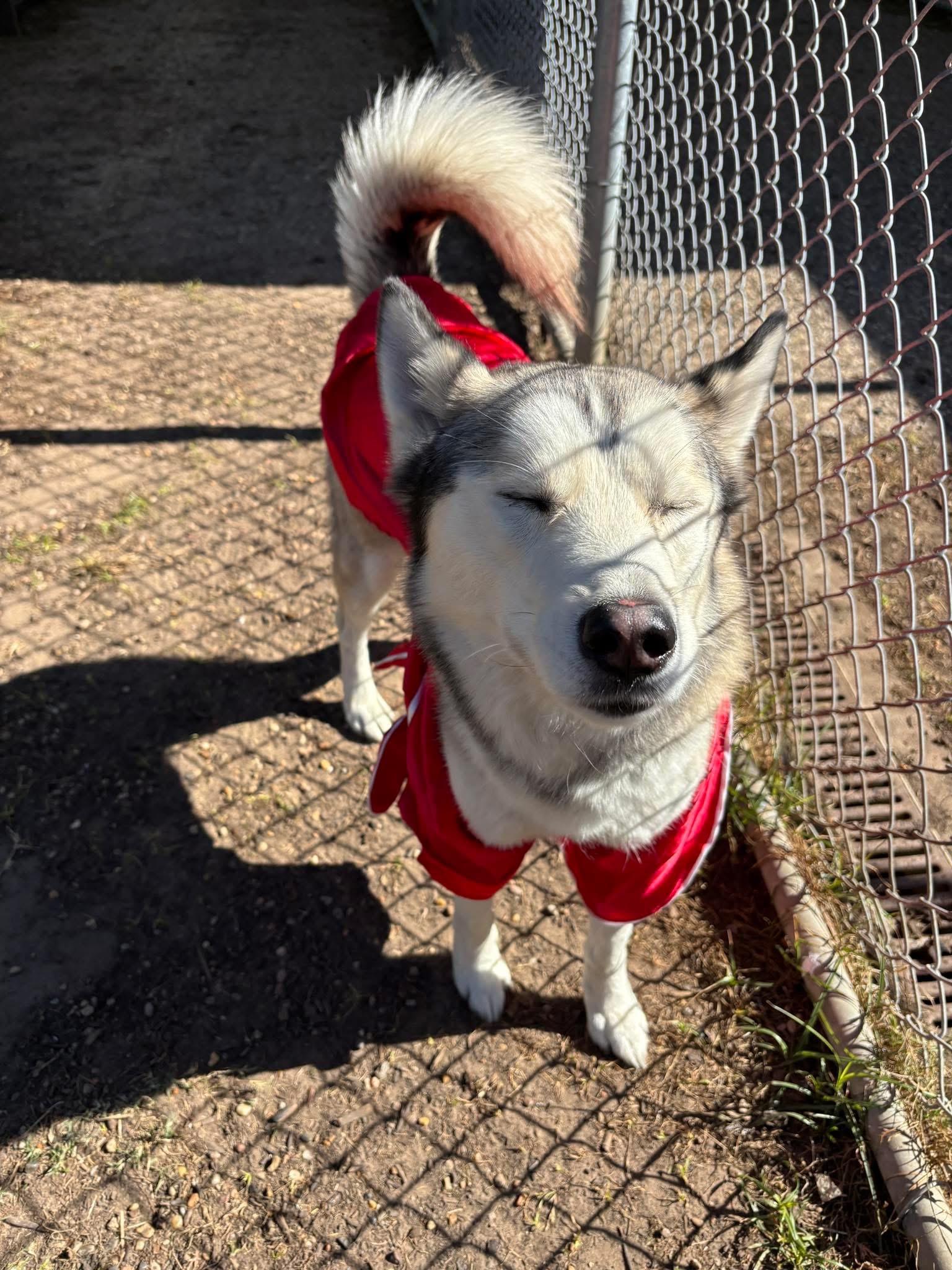 Enlarge Odin, a ADOPTABLE Husky in Tallahassee, FL image 6/6