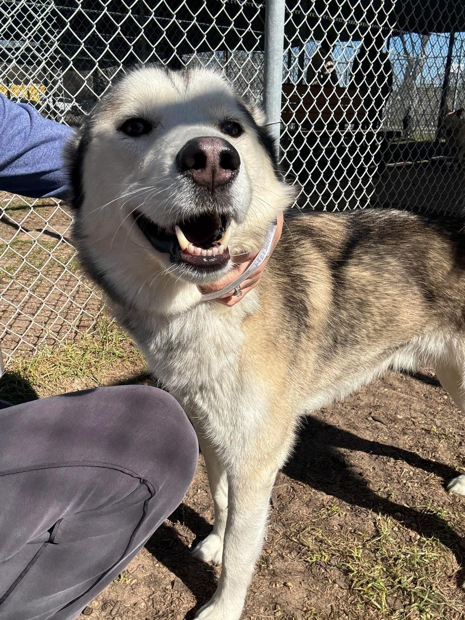 Enlarge Odin, a ADOPTABLE Husky in Tallahassee, FL image 5/6