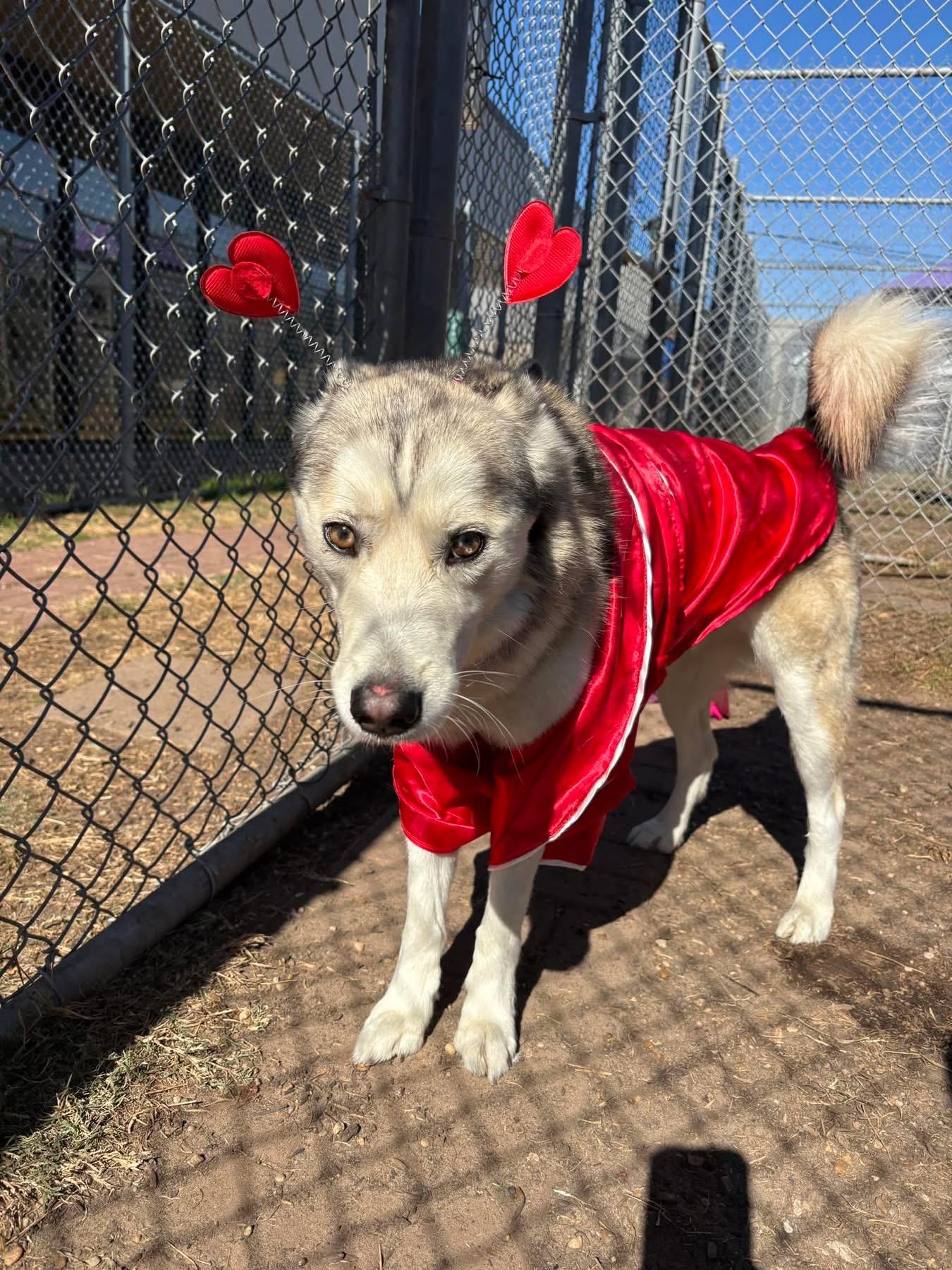 Enlarge Odin, a ADOPTABLE Husky in Tallahassee, FL image 3/6