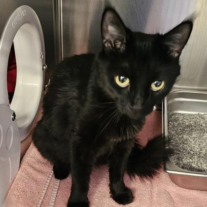 Enlarge Nala, a Adoptable mixed breed in Scotia, NY image 1/3