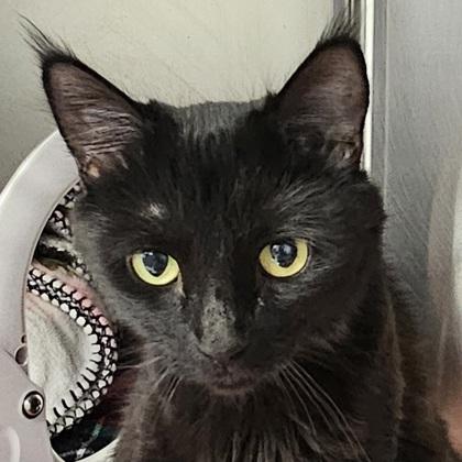 Enlarge Nala, a Adoptable mixed breed in Scotia, NY image 2/3