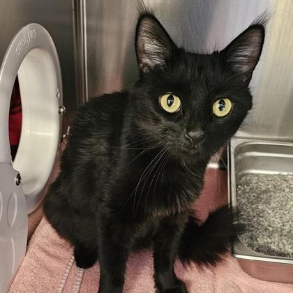 Enlarge Nala, a Adoptable mixed breed in Scotia, NY image 3/3