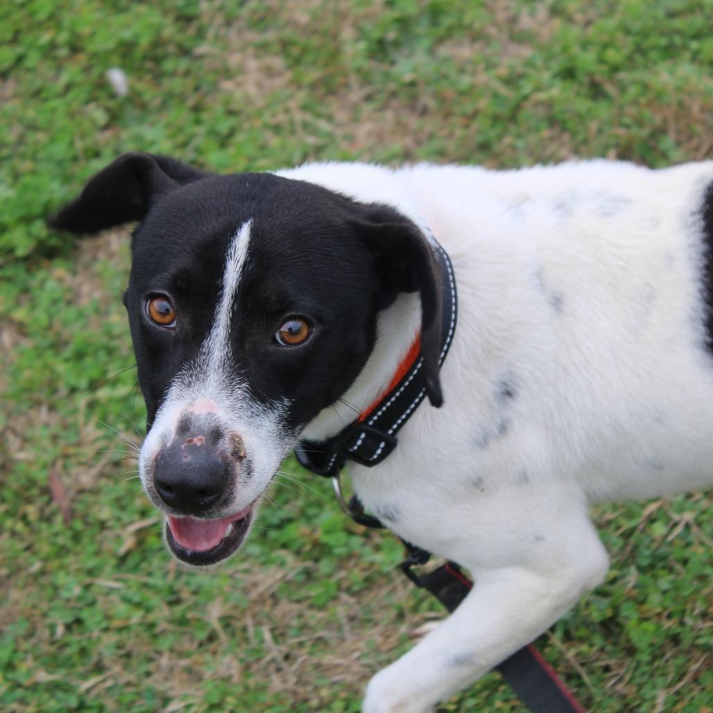 Do Hy, Adoptable, Adult Male Terrier.