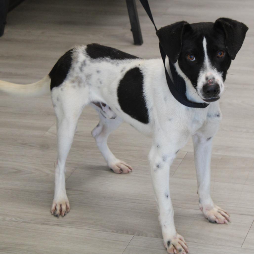 Enlarge Do Hy, a Adoptable Terrier in West Point, MS image 2/6