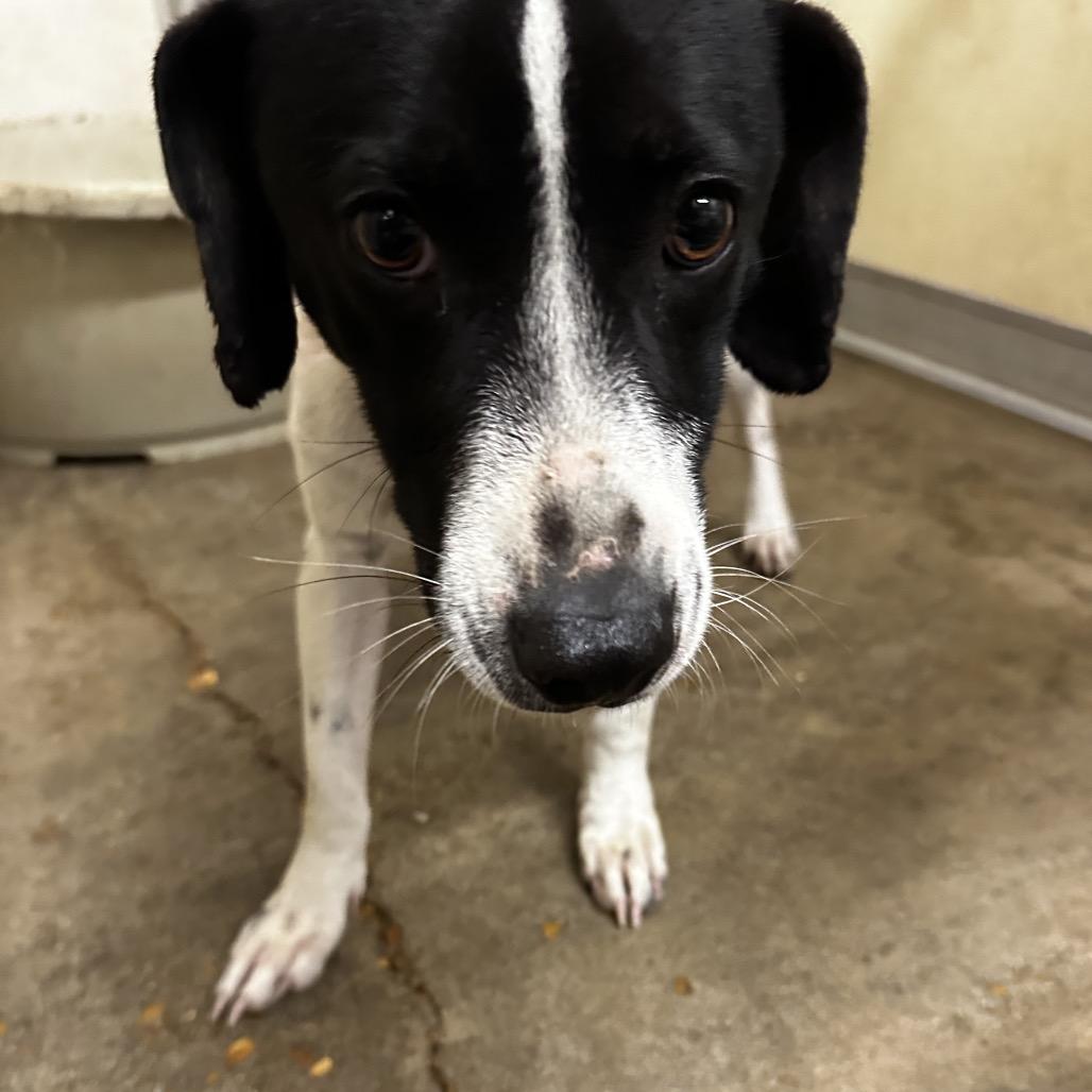 Enlarge Do Hy, a Adoptable Terrier in West Point, MS image 3/6