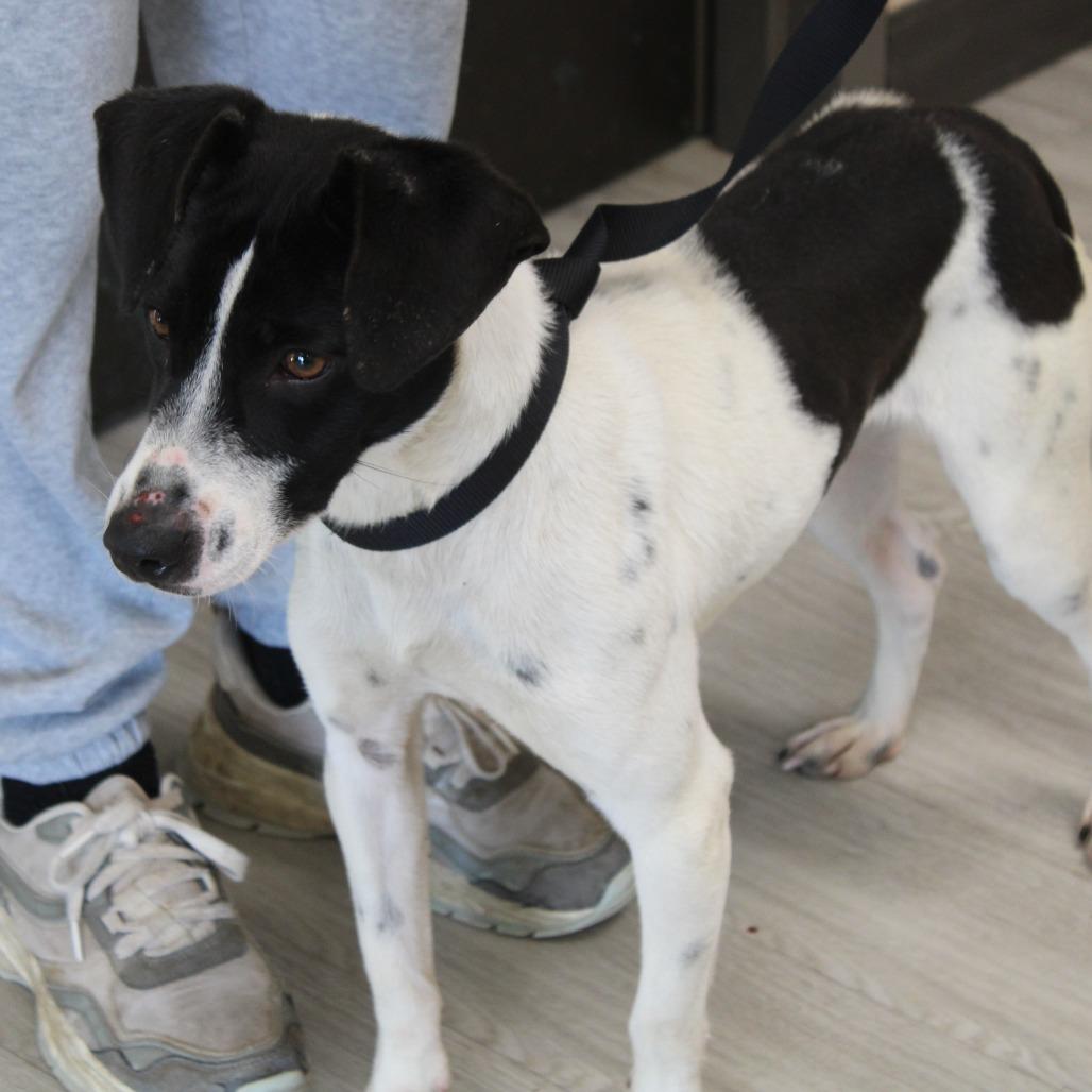 Enlarge Do Hy, a Adoptable Terrier in West Point, MS image 4/6