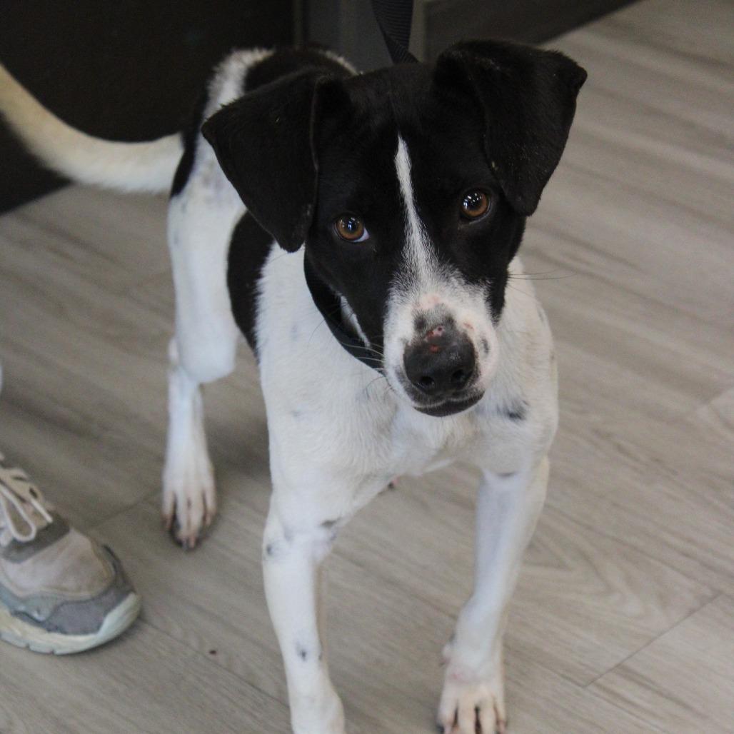 Enlarge Do Hy, a Adoptable Terrier in West Point, MS image 5/6