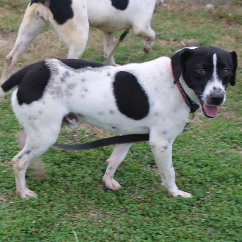 Enlarge Do Hy, a Adoptable Terrier in West Point, MS image 6/6