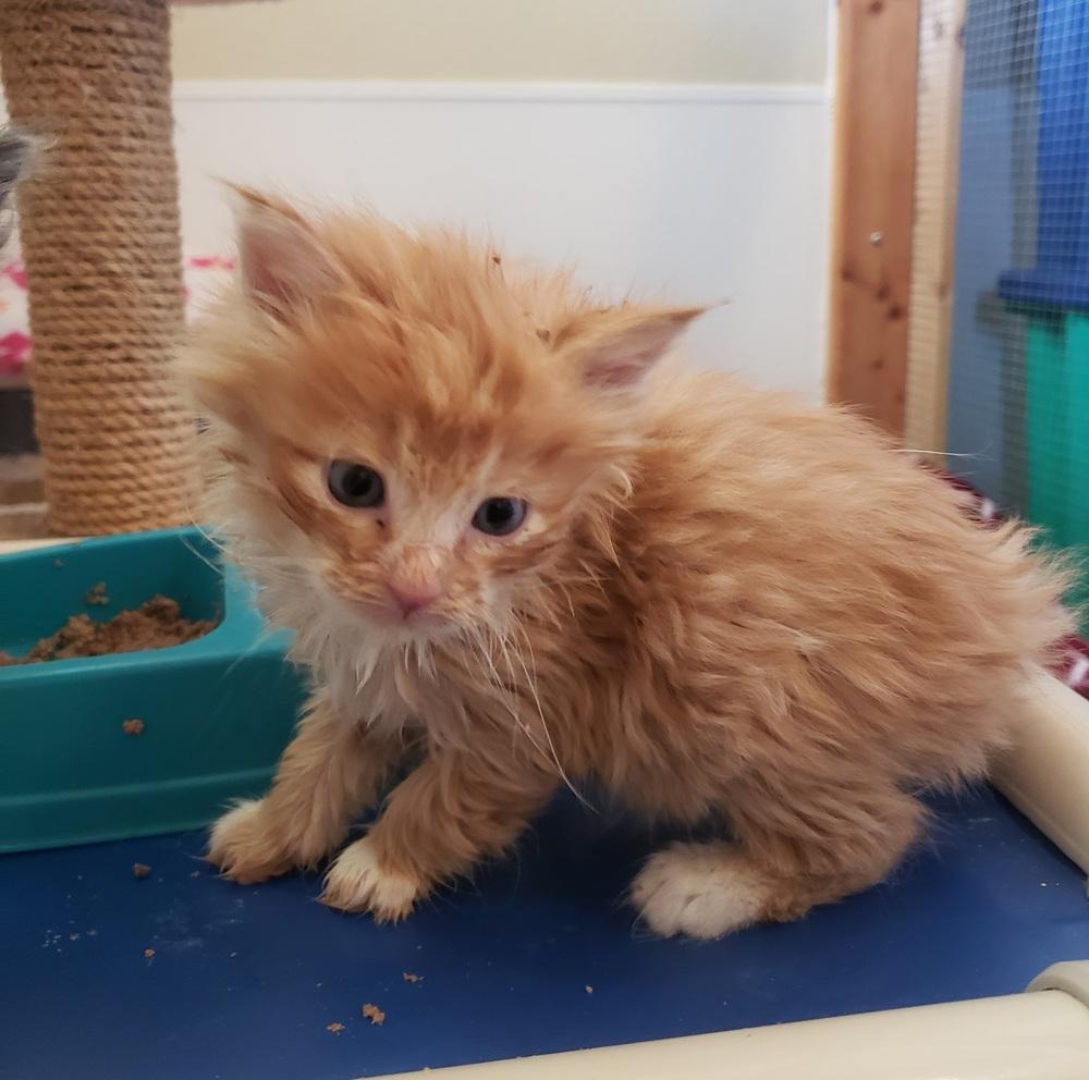Puff, Adoptable, Kitten Male Domestic Long Hair.