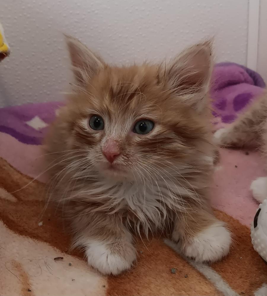 Enlarge Puff, a Adoptable mixed breed in Challis, ID image 2/6