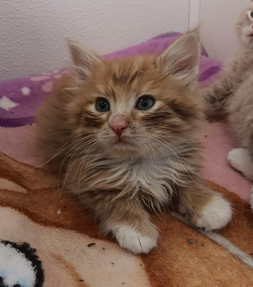 Enlarge Puff, a Adoptable mixed breed in Challis, ID image 3/6