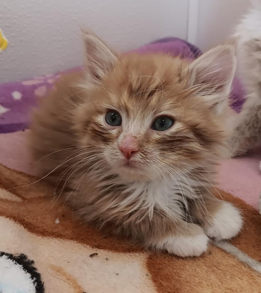 Enlarge Puff, a Adoptable mixed breed in Challis, ID image 4/6
