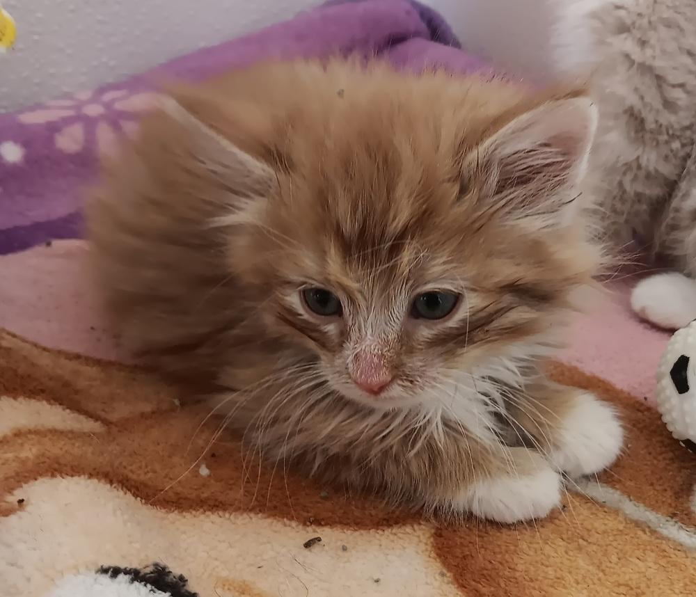 Enlarge Puff, a Adoptable mixed breed in Challis, ID image 5/6