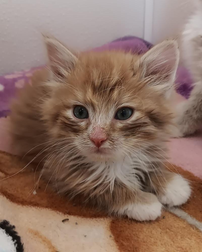 Enlarge Puff, a Adoptable mixed breed in Challis, ID image 6/6