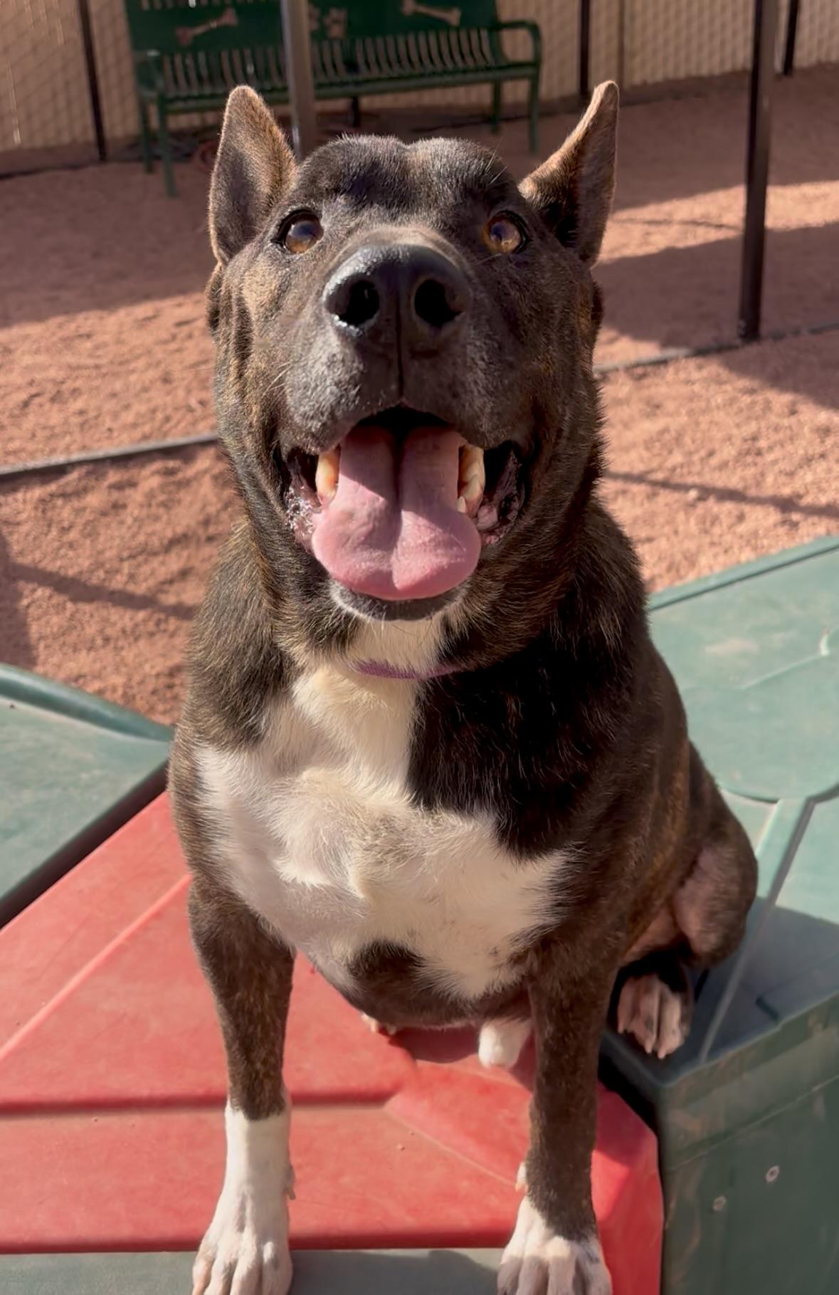 Enlarge Aiden, a ADOPTABLE mixed breed in Payson, AZ image 1/5