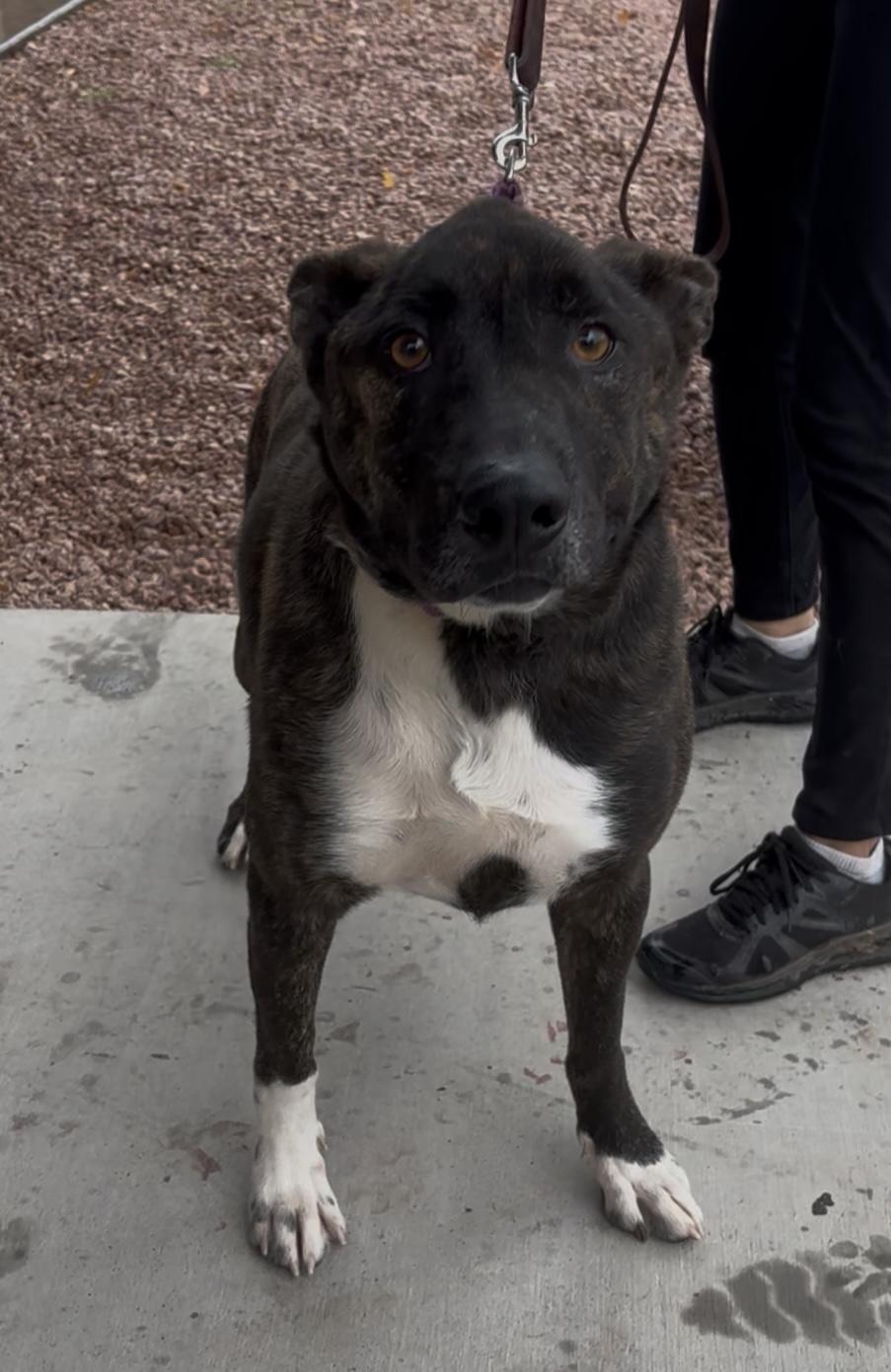 Enlarge Aiden, a ADOPTABLE mixed breed in Payson, AZ image 3/4