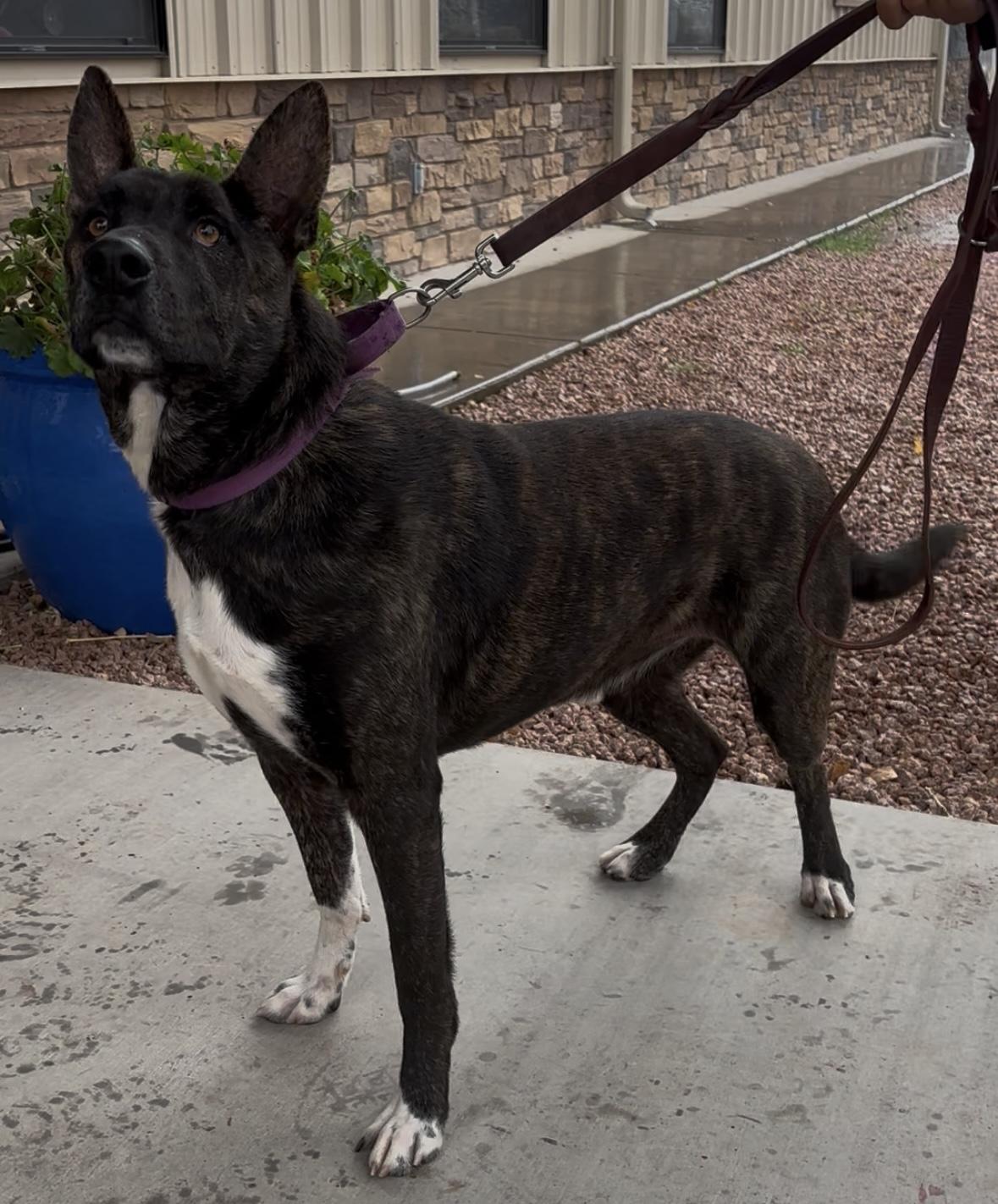Enlarge Aiden, a ADOPTABLE mixed breed in Payson, AZ image 2/4