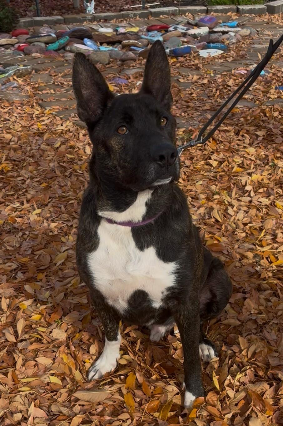 Enlarge Aiden, a ADOPTABLE mixed breed in Payson, AZ image 1/4