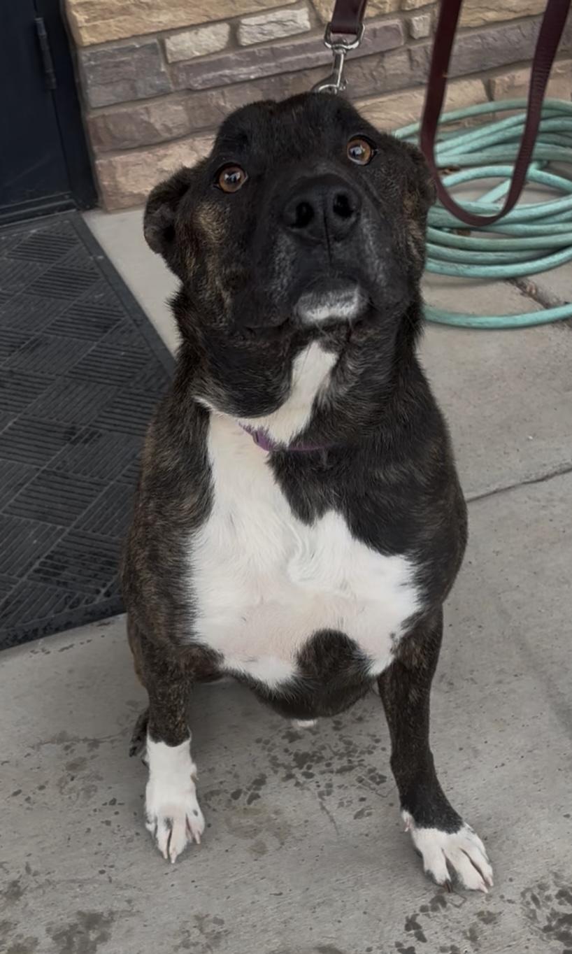 Enlarge Aiden, a ADOPTABLE mixed breed in Payson, AZ image 4/4