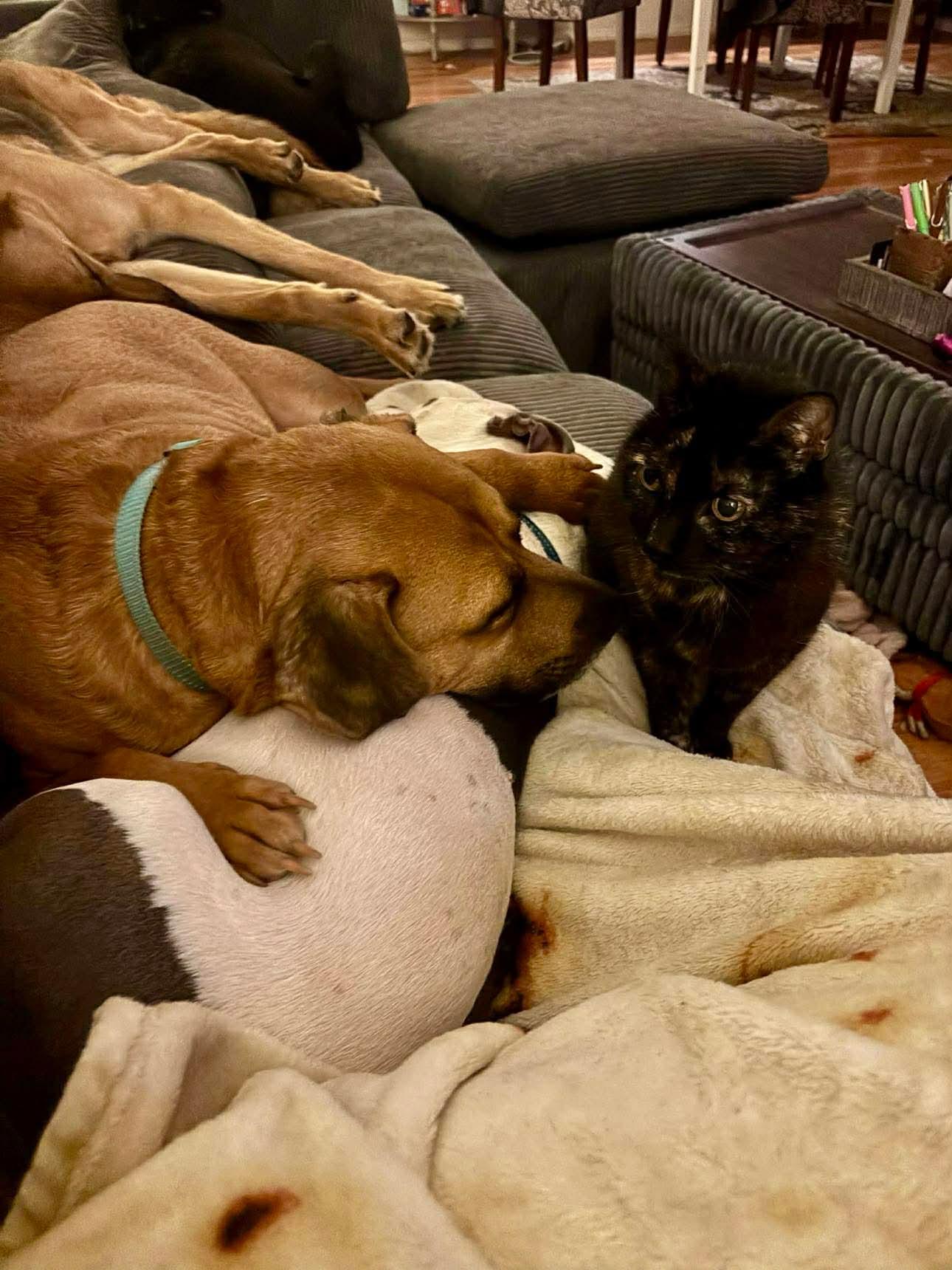 Wyatt Derp — thumbnail 3