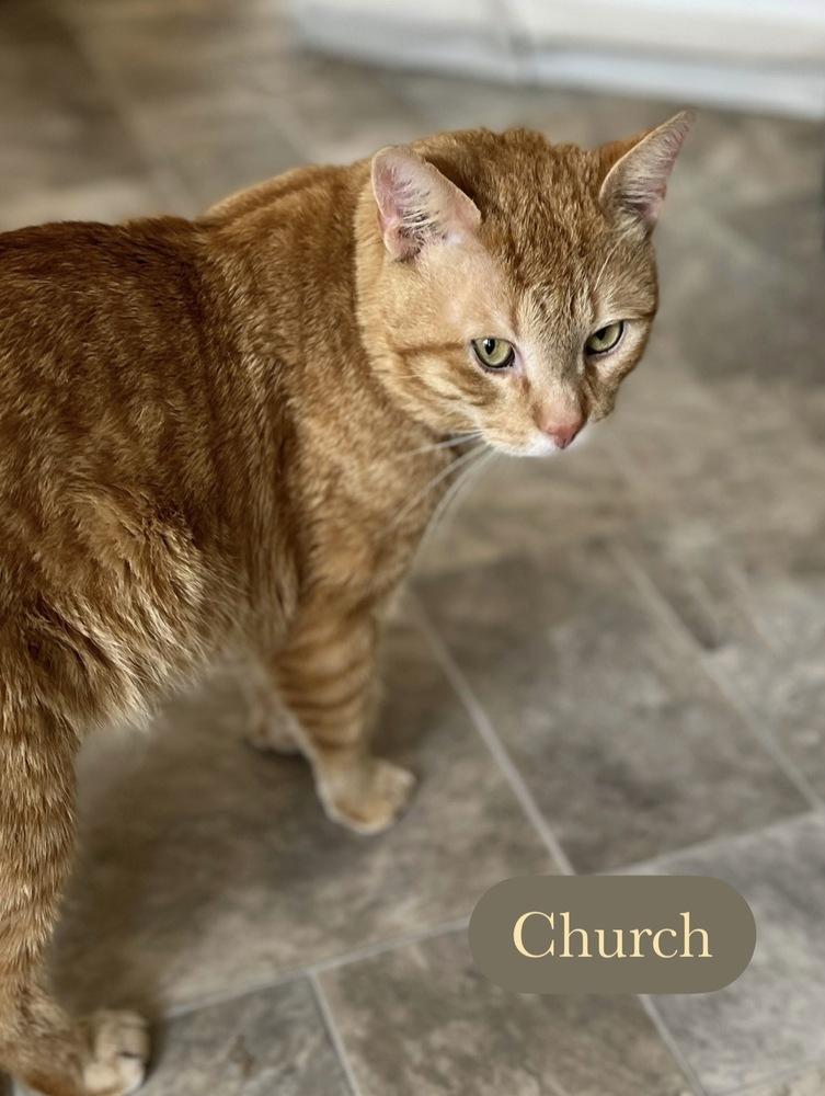 Enlarge Church, a Adoptable Domestic Short Hair in Chalfont, PA image 2/6