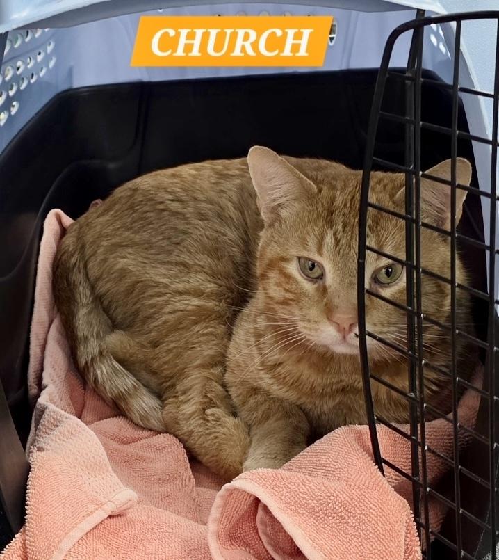 Enlarge Church, a Adoptable Domestic Short Hair in Chalfont, PA image 1/3