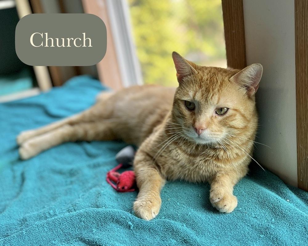 Enlarge Church, a Adoptable Domestic Short Hair in Chalfont, PA image 3/6